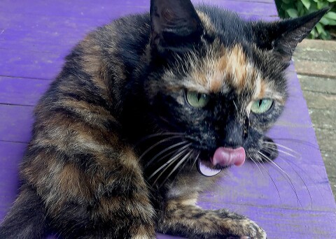 QUIZ: A health-food trickster poses as a 15-year-old tortoiseshell cat on a purple porch. Photo credit: Cliff Bostock