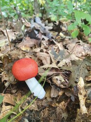 FEED YOUR HEAD: A legal, professional ‘shroom trip is waiting for you in East Atlanta Village to help beat those blues. PHOTO CREDIT: EMA CARR