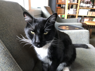 MY FAVORITE BARISTA OF ALL TIME: This is Sylvester, a neighborhood Tuxedo cat who works part-time at Drip. His main job is sleeping, but vigorous petting will cause him to awaken and ask WTF you want in your coffee.
Photo Credit: Cliff Bostock